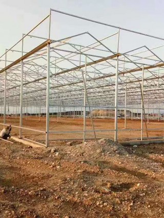 吉林省白城洮南富順鄉15000平米連棟薄膜溫室